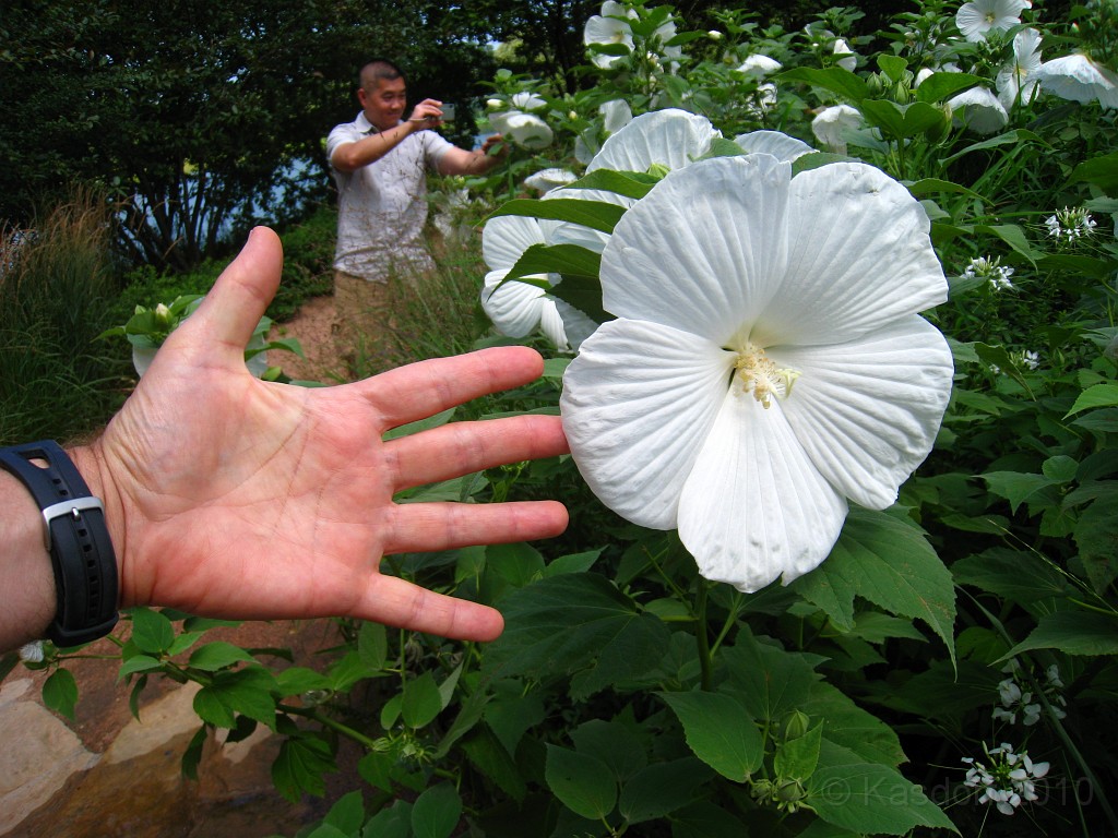 Botanical Gardens 2010 0385.jpg - The Chicago Botanic Gardens. Wear comfortable shoes, and be prepared to enjoy the landscape for a day.